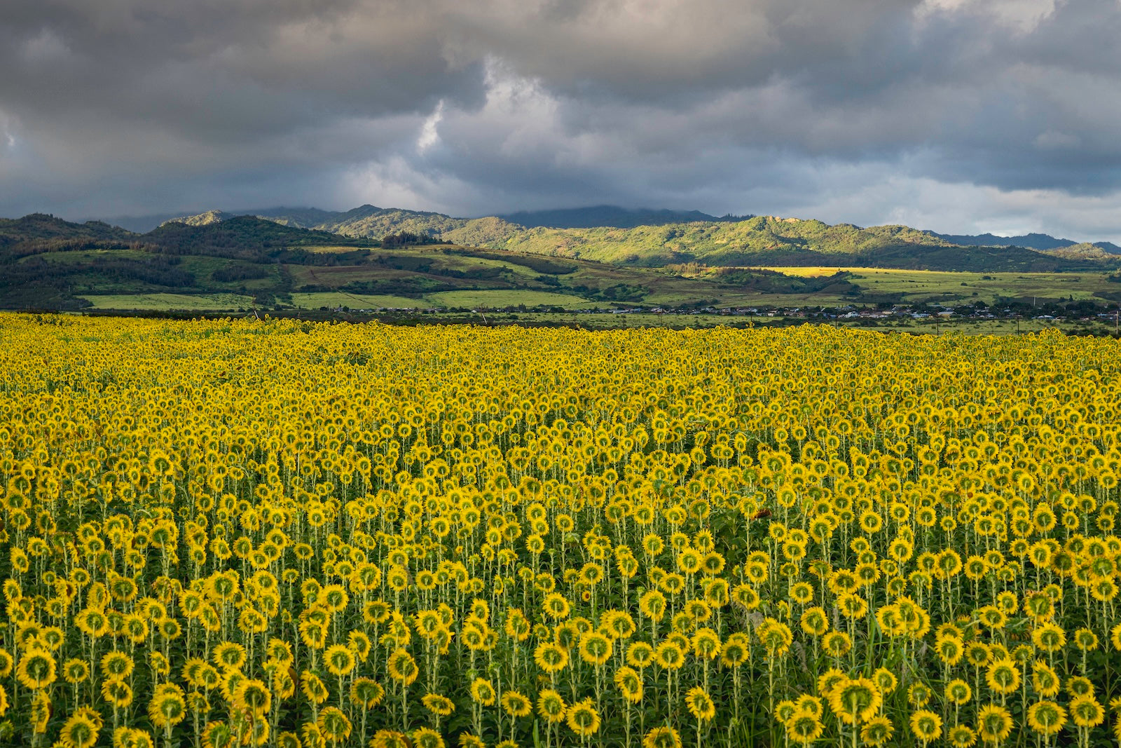 field of Sunflowers grown on the island of Kauai. Used to make cooking oil