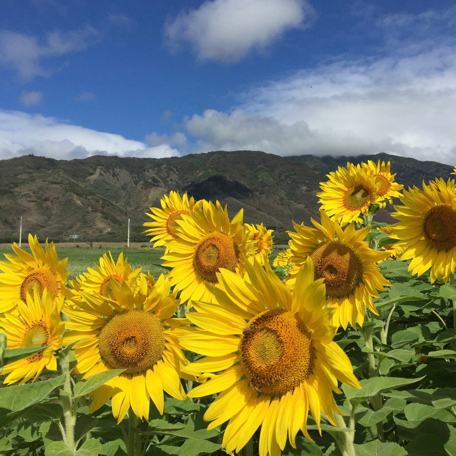 Sunflower field  on Maui 